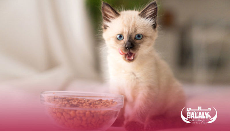 What is The Best Food for Cats?